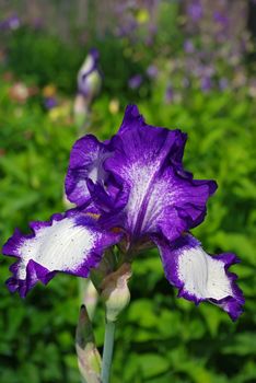 Close up image of a beautiful purple Iris flower in bloom