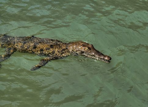 Jamaican river crocodile taking an easy swim