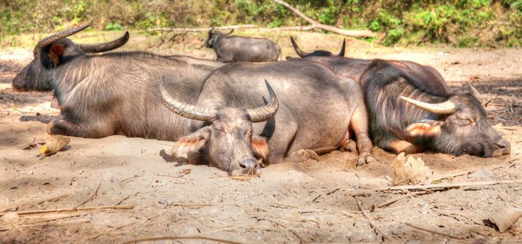 water buffalo lay sleeping in northern thailand