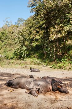 water buffalo lay sleeping in northern thailand