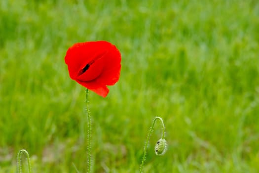 Poppy flower in front of meadow