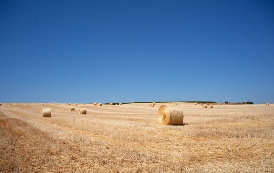 Ripe wheat ears