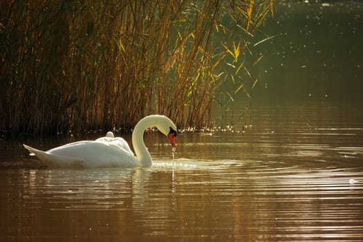 White swan on a lake in autumn