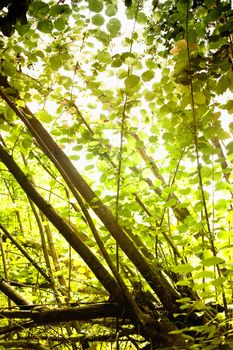 Sunlight in the green forest