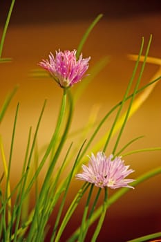 pink flowers of chives, macro