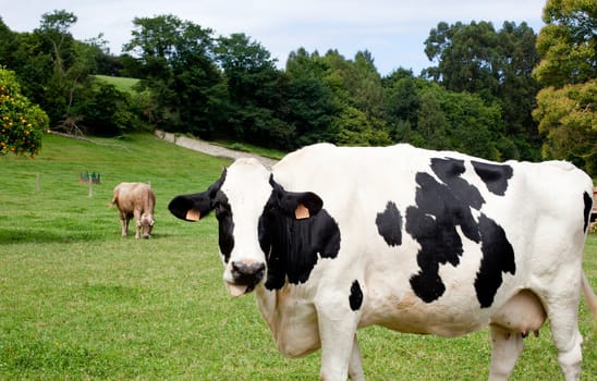 Spotted cow grazing in a meadow