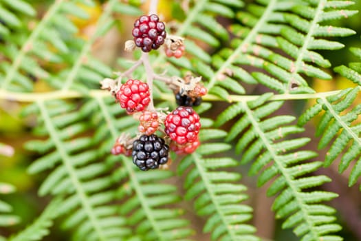 Various Blackberry on the fern