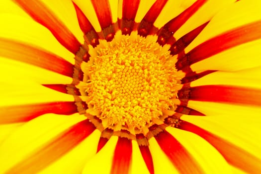 Flower of yellow gazania, closeup