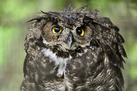 Owl eyes