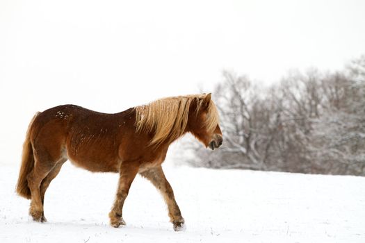 Horse in a snowy landscape