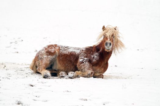 A horse playing in a snowy landscape