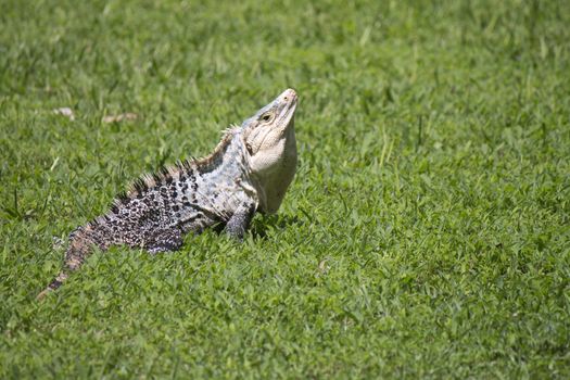 A Large iguana in Central America resting in short grass looking toward camera 






Large Iguana resting in tall grass