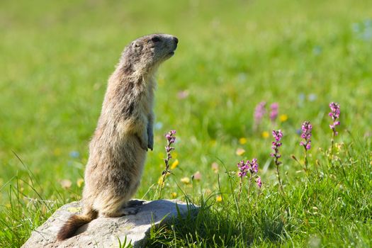 A cute marmot in the alps