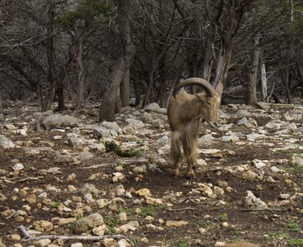 large ram looking on a rocky field near a forest