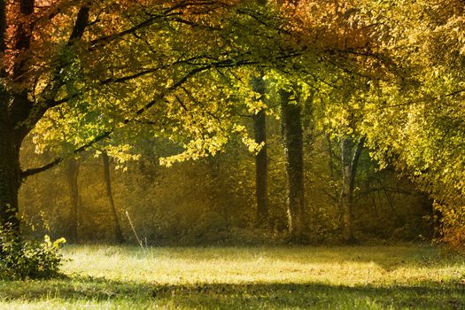 autumn forest in the morning light