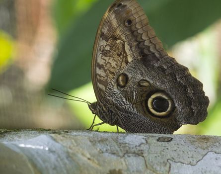this large owl butterfly is resting on a tree branch in a nearby forest.