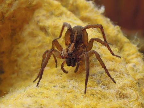 Brown spider on yellow material in macro