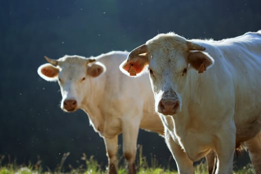 cows in a prairie