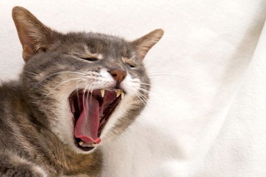 A cat yawning on a white sofa