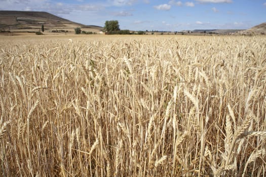 Ears of corn in a field - Spain