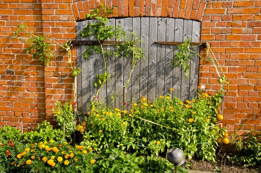 Abandoned building wall and wooden doors, tomato and flowers growing. Garden details.