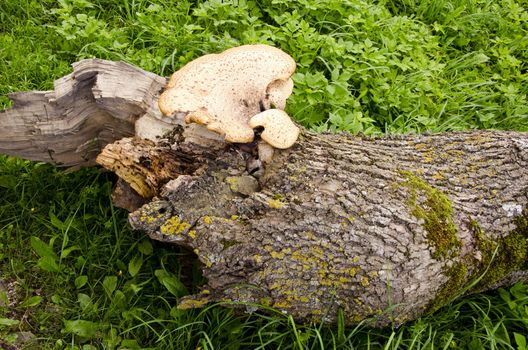 Fungus growing on a fallen tree trunk.