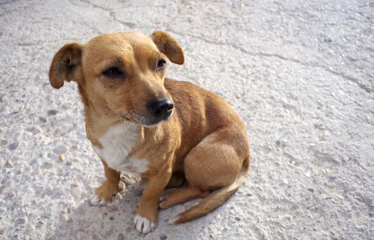 Little Dog in the street