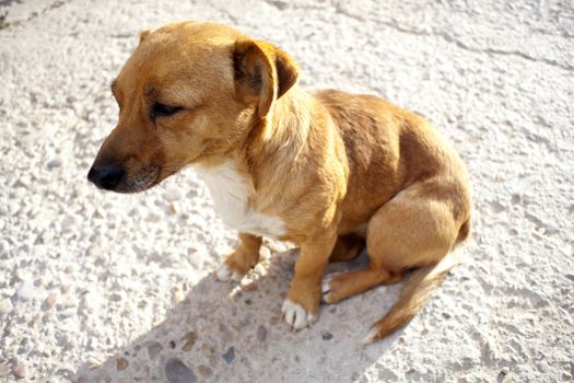 Little Dog in the street