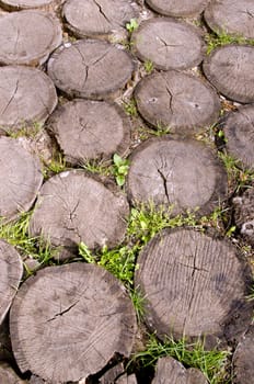 Background of tree stumps sting into the ground.