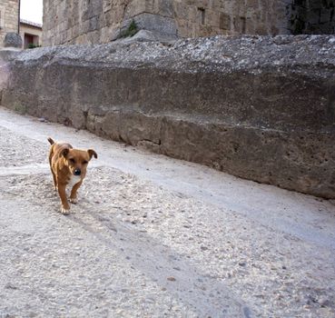Little Dog in the street