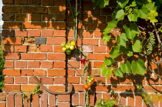 Tomato climbing on red brick wall. Rural home details and gardening.