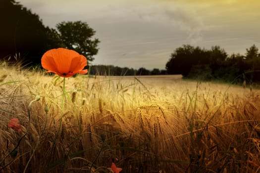 Vintage picture of a red poppy in a prairie