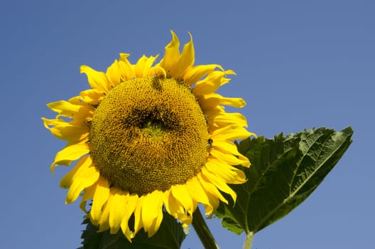 Ripe sunflower looks like sun on background of blue sky.