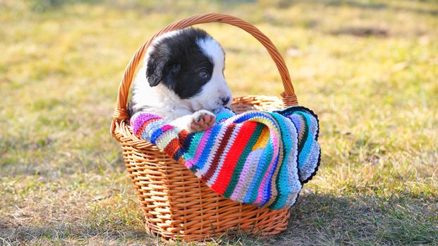 shepherd romanian dog