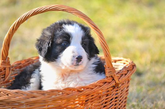 shepherd romanian dog