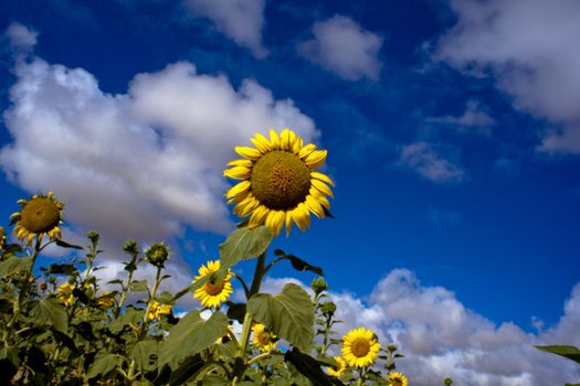 Sunflowers in the countryside