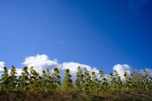 Sunflowers in the countryside