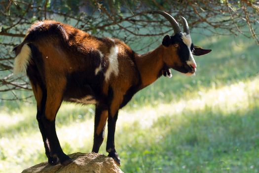 She-goat on a rock