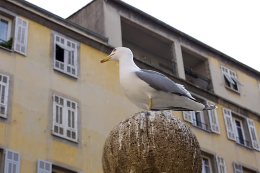 Seagull in the city, Nice