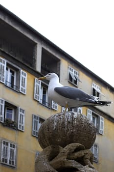 Seagull in the city, Nice