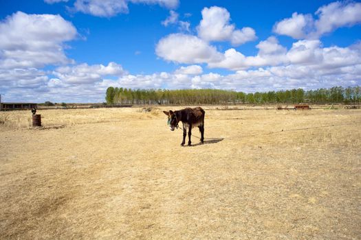 Donkey in the spanish farm