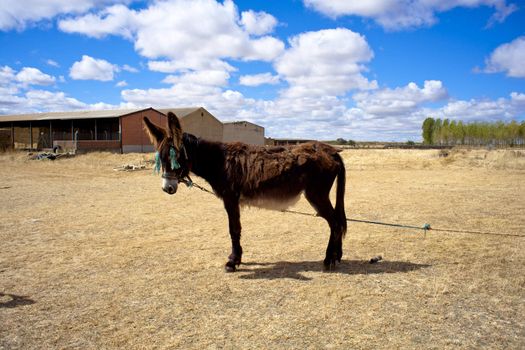 Donkey in the spanish farm