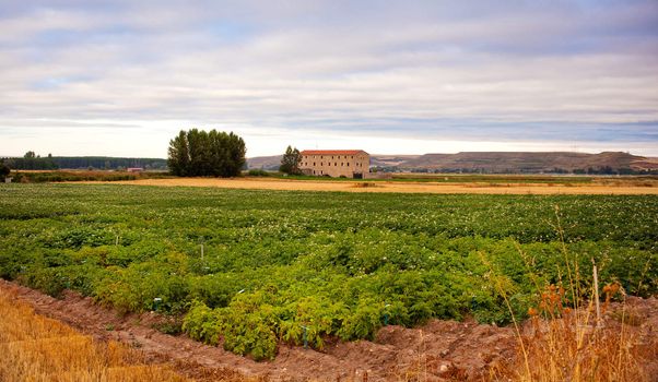 Cultivation in a spanish farm