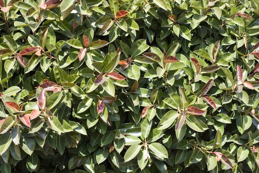 Photo of a green plant