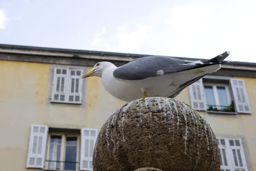 Seagull in the city, Nice