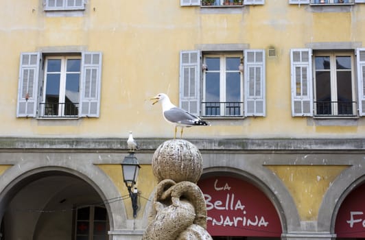 Seagull in the city, Nice
