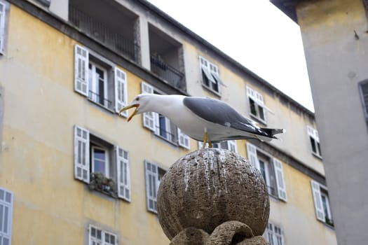 Seagull in the city, Nice