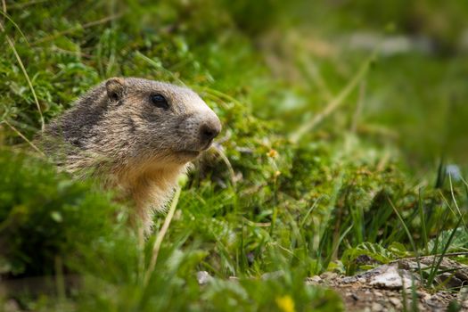 A cute marmot in the alps