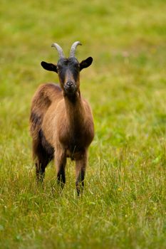 She-goat on a green meadow