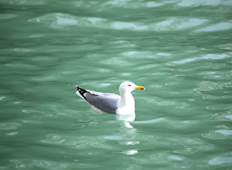 Photo of a Seagull in the sea